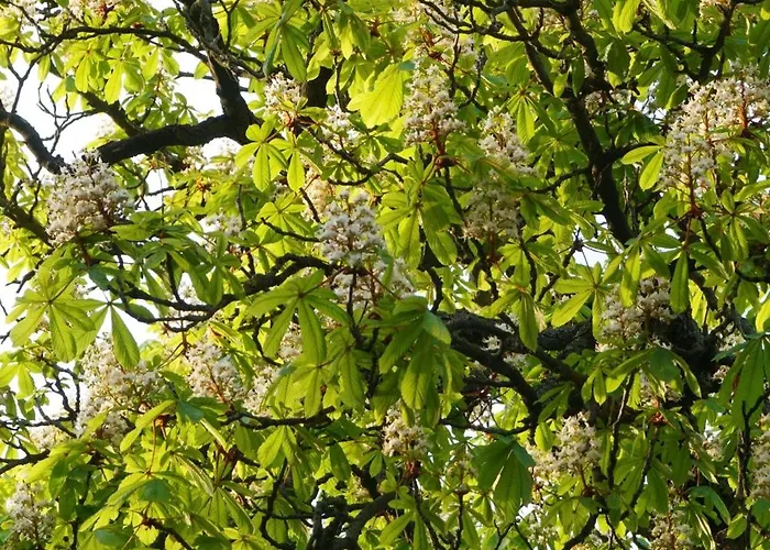 Przytulne Poddasze W Gdansku Gdansk